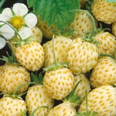 Земляника лесная Золотинка